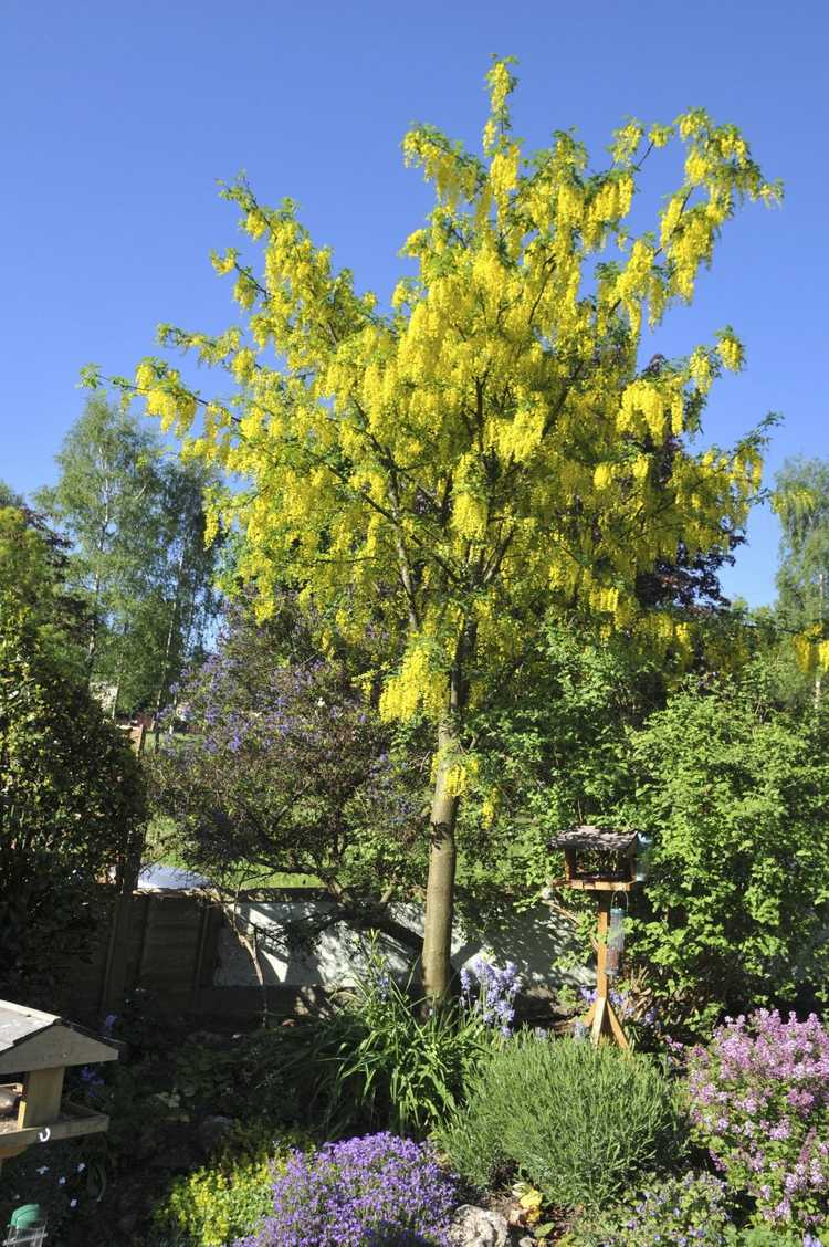 You are currently viewing Informations sur l'arbre Laburnum : Conseils sur la culture des arbres Goldenchain