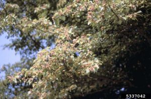 Lire la suite à propos de l’article Rouille du coing du cèdre des arbres Mayhaw: Symptômes de la rouille du cèdre Mayhaw