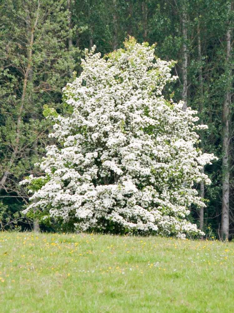 You are currently viewing Types d'arbres d'aubépine: comment faire pousser de l'aubépine dans le paysage