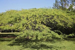 Lire la suite à propos de l’article Déplacer des arbres Mesquite – La transplantation d'un arbre Mesquite est-elle possible