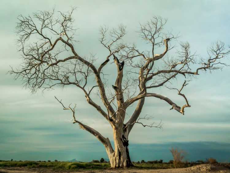 Lire la suite à propos de l’article À quoi ressemble un arbre mourant : signes indiquant qu'un arbre est en train de mourir