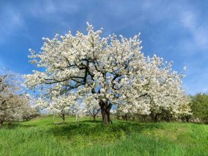 Lire la suite à propos de l’article Arbres à fleurs blanches : 10 arbres ornementaux à fleurs blanches