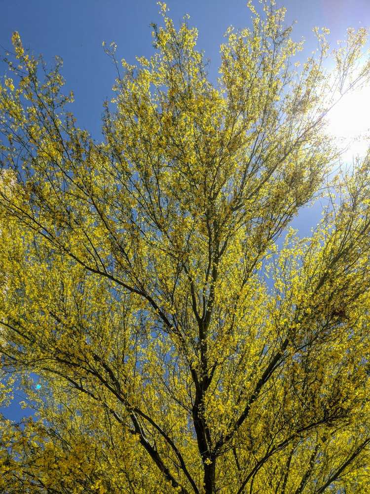 Lire la suite à propos de l’article Entretien des arbres Palo Verde – Conseils pour faire pousser un arbre Palo Verde