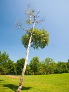 Lire la suite à propos de l’article Comment redresser un arbre et empêcher les arbres de se pencher