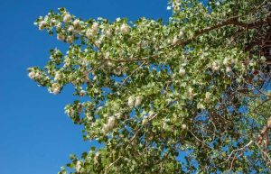 Lire la suite à propos de l’article Planter des peupliers: utilisations des peupliers dans le paysage