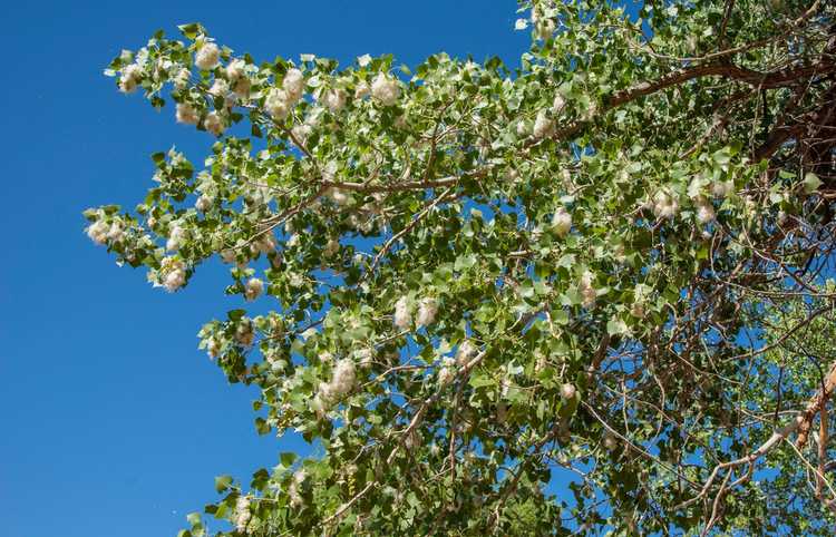 You are currently viewing Planter des peupliers: utilisations des peupliers dans le paysage