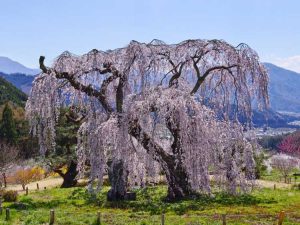 Lire la suite à propos de l’article Meilleurs arbres pleureurs à fleurs – Arbres pleureurs à fleurs roses et plus