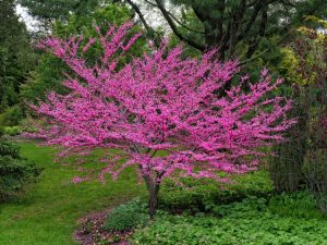 Lire la suite à propos de l’article Cultiver des arbres Redbud: comment prendre soin d'un arbre Redbud