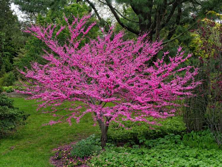 Lire la suite à propos de l’article Cultiver des arbres Redbud: comment prendre soin d'un arbre Redbud