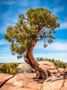 Lire la suite à propos de l’article Cultiver des arbres tolérants à la sécheresse : quels sont les meilleurs arbres tolérants à la sécheresse