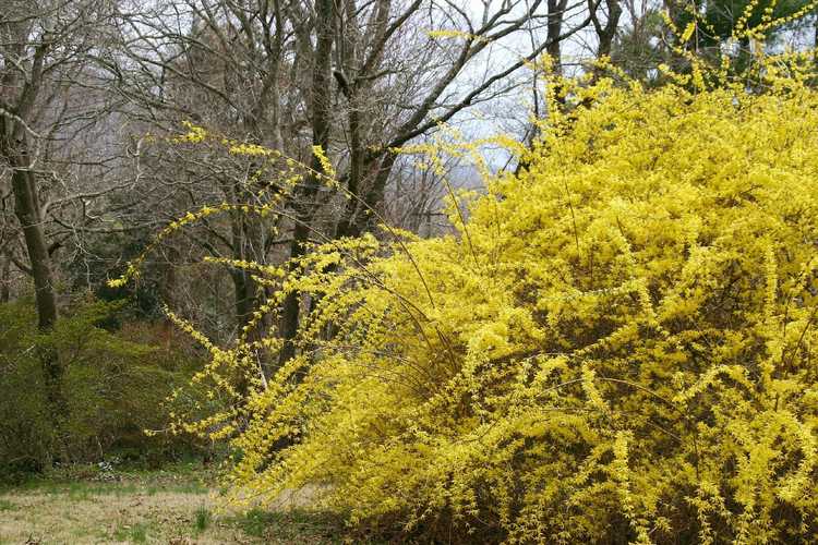 You are currently viewing Conseils pour cultiver un arbuste forsythia pleureur