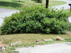 Lire la suite à propos de l’article Taille de rajeunissement du forsythia : conseils pour la taille dure des buissons de forsythia