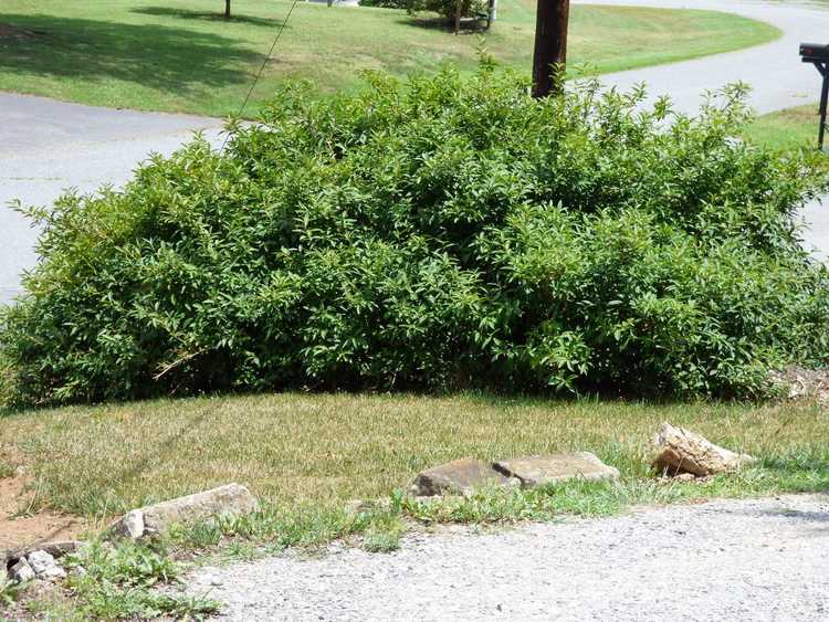 You are currently viewing Taille de rajeunissement du forsythia : conseils pour la taille dure des buissons de forsythia