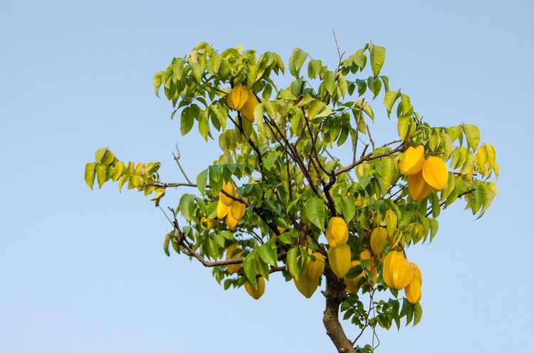 You are currently viewing Propagation des caramboles : conseils pour faire pousser un nouvel carambole