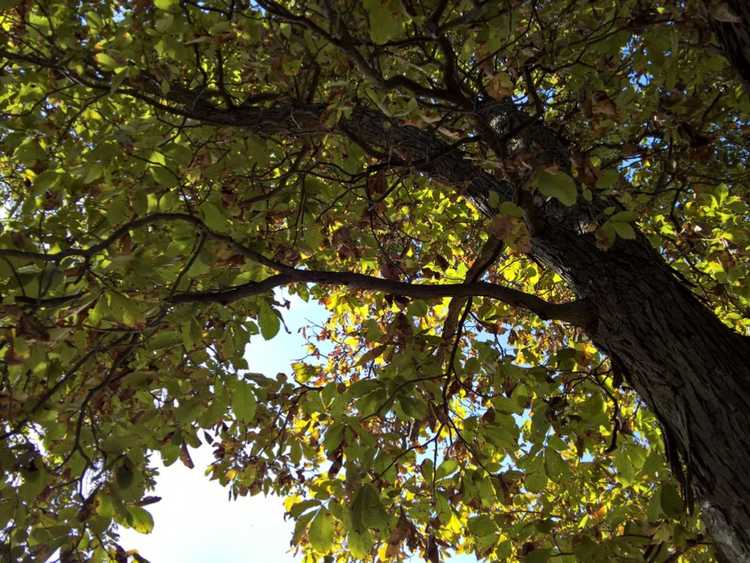 You are currently viewing À propos des arbres caryer – Conseils pour faire pousser un caryer