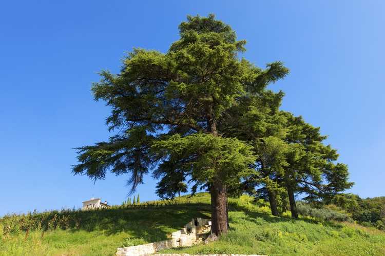 You are currently viewing Cèdre du Liban – Comment faire pousser des cèdres du Liban