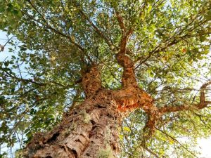 Lire la suite à propos de l’article Informations sur le chêne-liège – En savoir plus sur les chênes-lièges dans le paysage