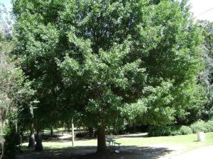 Lire la suite à propos de l’article Informations sur le chêne Nuttall – Conseils pour l'entretien du chêne Nuttall