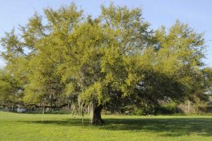 Lire la suite à propos de l’article Entretien du chêne vivant : apprenez à faire pousser un chêne vivant
