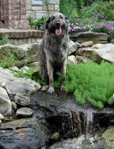 Lire la suite à propos de l’article Le dilemme du jardinage des amoureux des chiens : dresser des chiens dans le jardin