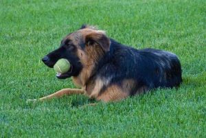 Lire la suite à propos de l’article Engrais respectueux des animaux : engrais sans danger pour les animaux pour les pelouses et les jardins