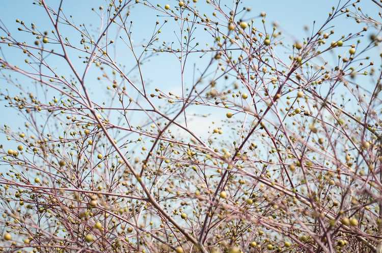 Lire la suite à propos de l’article Informations sur les plantes de chou frisé – Comment faire pousser du chou frisé