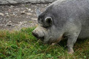 Lire la suite à propos de l’article Plantes que les porcs ne peuvent pas manger : informations sur les plantes nocives pour les porcs