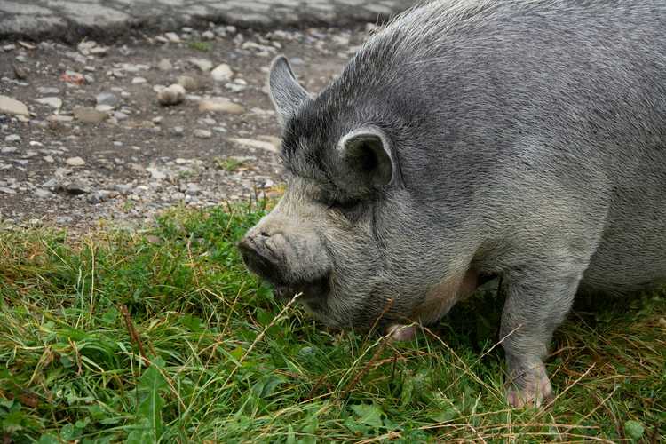 You are currently viewing Plantes que les porcs ne peuvent pas manger : informations sur les plantes nocives pour les porcs