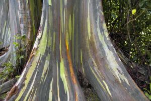 Lire la suite à propos de l’article Pouvez-vous faire pousser un eucalyptus arc-en-ciel ?