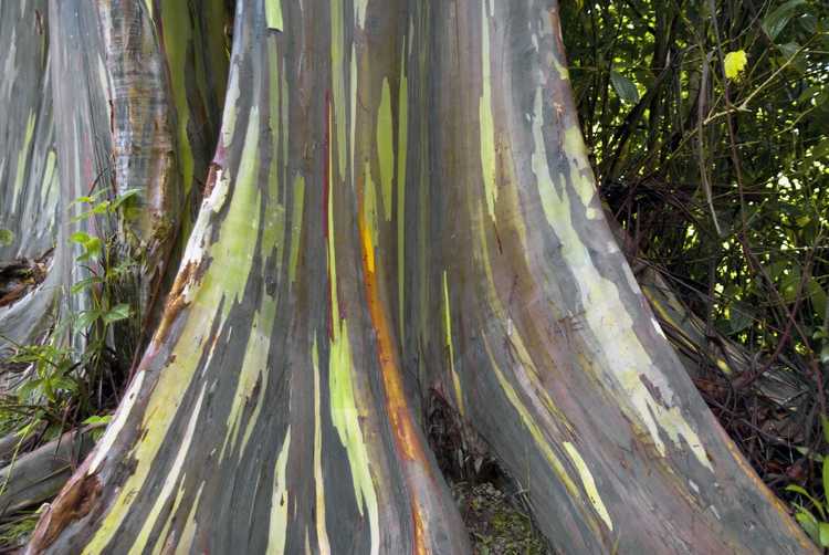 You are currently viewing Pouvez-vous faire pousser un eucalyptus arc-en-ciel ?