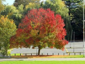 Lire la suite à propos de l’article Claret Ash Care – Informations sur les conditions de croissance du Claret Ash