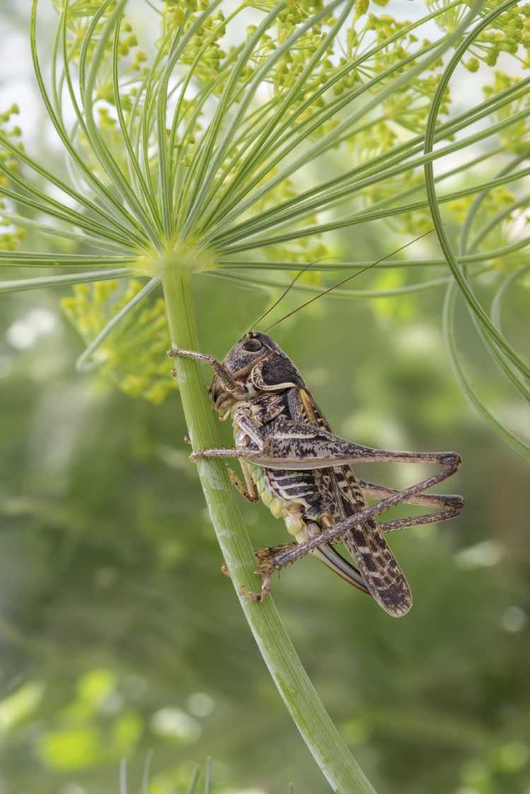 You are currently viewing Entretien des plantes à l'aneth : conseils pour traiter les parasites des plantes à l'aneth