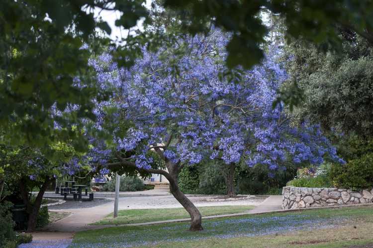 You are currently viewing Taille du jacaranda : conseils pour tailler un jacaranda