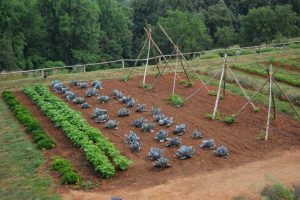 Lire la suite à propos de l’article Rotation des légumes : rotation des cultures du jardin potager