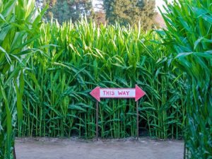 Lire la suite à propos de l’article Idées de labyrinthe de maïs : cultiver un labyrinthe de maïs dans le paysage