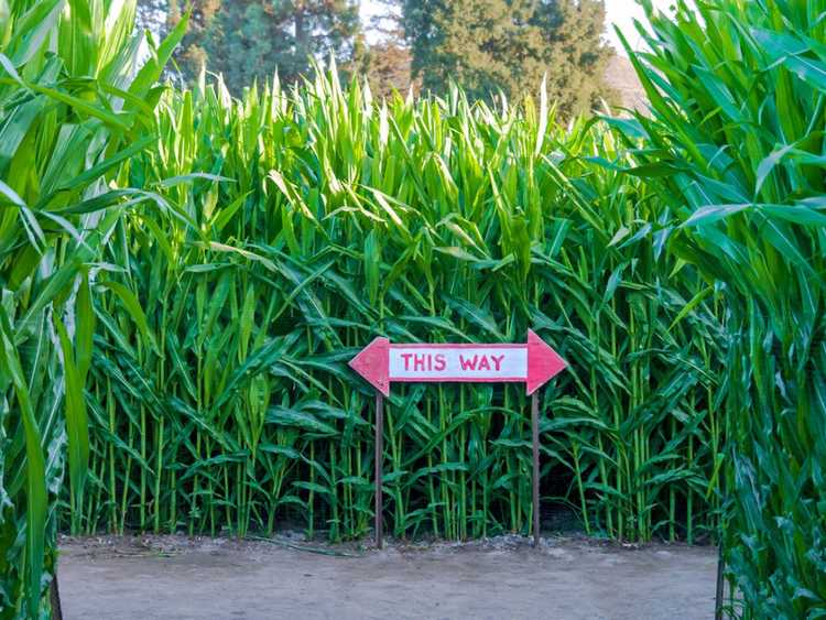 You are currently viewing Idées de labyrinthe de maïs : cultiver un labyrinthe de maïs dans le paysage