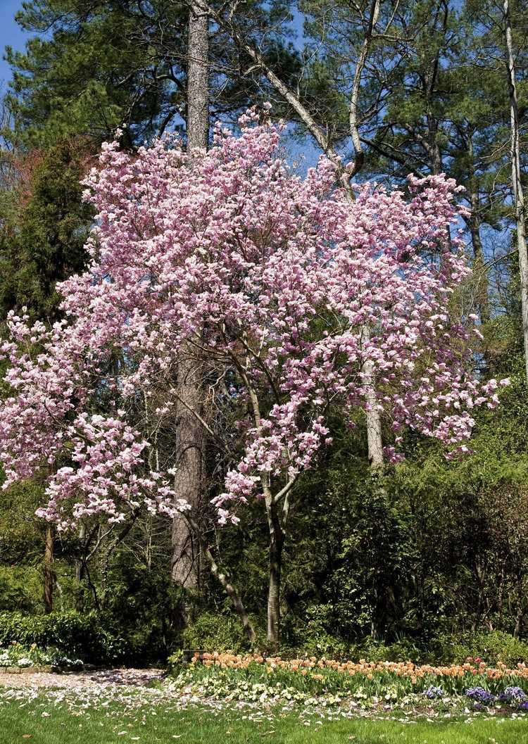 You are currently viewing Plantes d'accompagnement Magnolia : ce qui pousse bien avec les arbres Magnolia