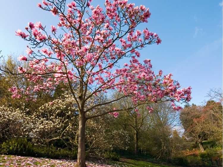 You are currently viewing Variétés d'arbres de magnolia : quels sont les différents types de magnolia