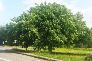 Lire la suite à propos de l’article Graines de marronnier d'Inde : comment faire pousser un marronnier d'Inde