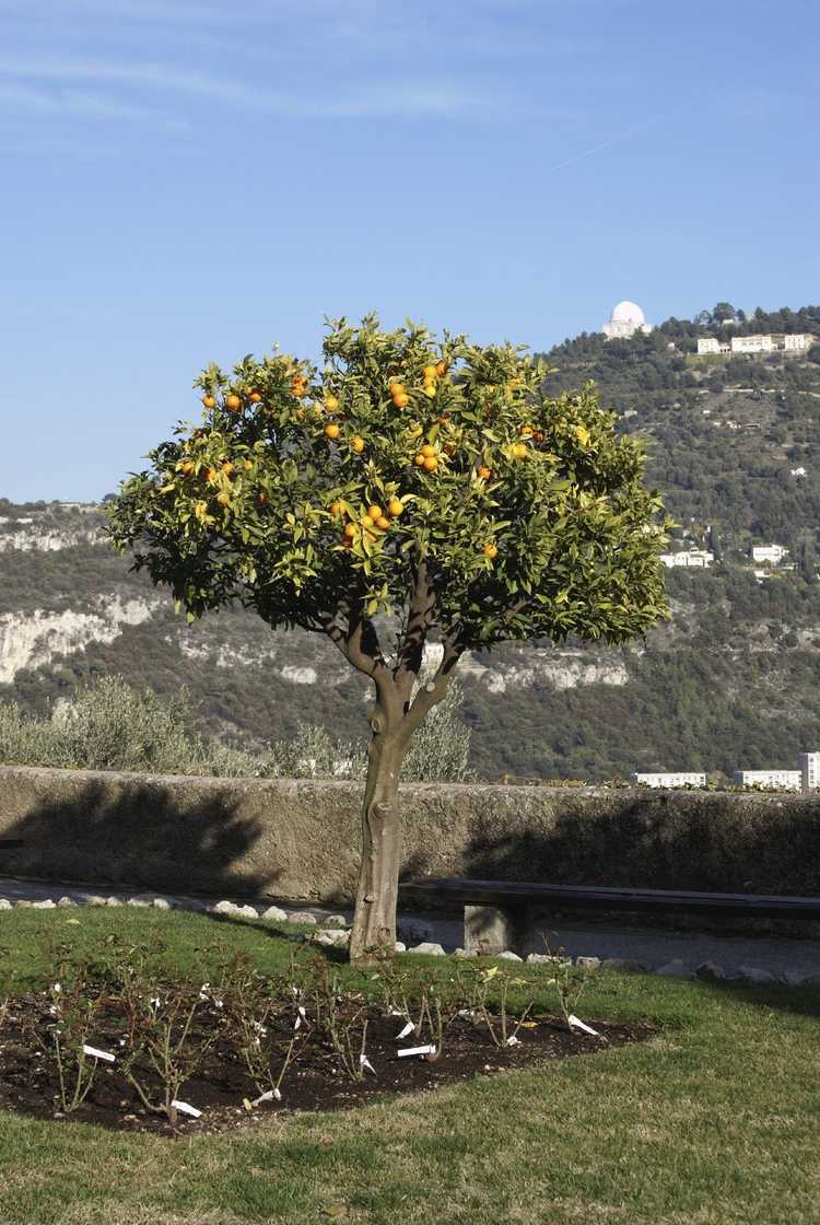 You are currently viewing Taille des orangers : quand et comment tailler un oranger