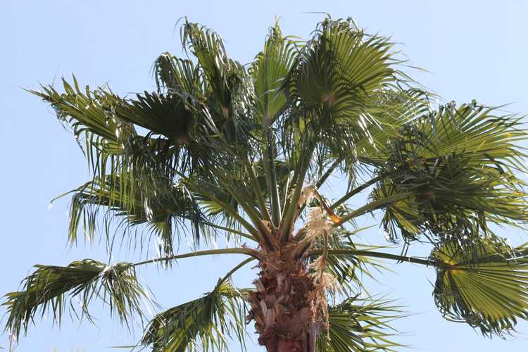 You are currently viewing Que sont les palmiers à chou : informations sur les soins des palmiers à chou