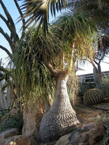 Lire la suite à propos de l’article Entretien des palmiers à queue de cheval en extérieur : pouvez-vous planter des palmiers à queue de cheval à l'extérieur