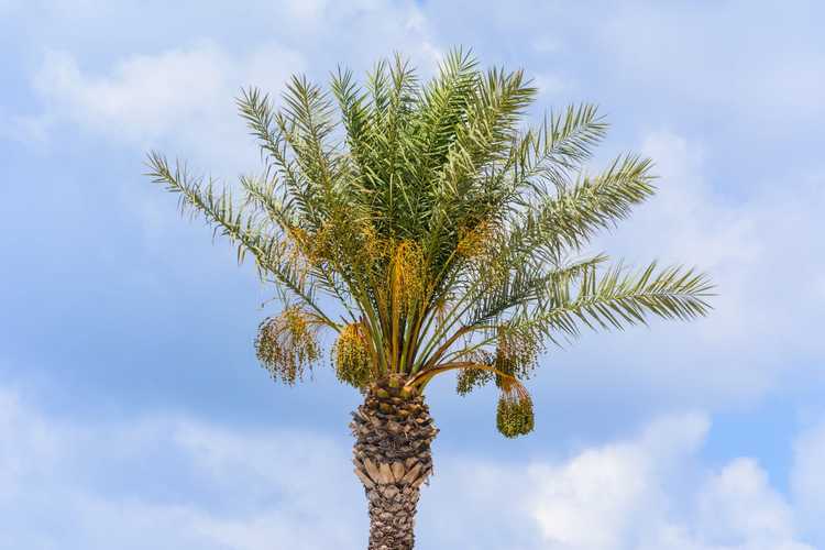 Lire la suite à propos de l’article Nourrir un palmier : apprenez à fertiliser les palmiers