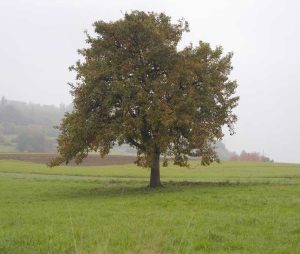 Lire la suite à propos de l’article Informations sur la durée de vie des poiriers : combien de temps vivent les poiriers