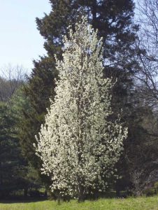 Lire la suite à propos de l’article En savoir plus sur les plantes ornementales et les plantes ornementales. Poiriers fruitiers