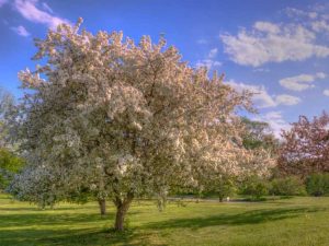 Lire la suite à propos de l’article Pommetiers en fleurs: Apprenez à planter un pommetier