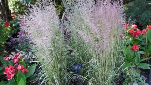 Lire la suite à propos de l’article Qu'est-ce que l'Eldorado Grass : En savoir plus sur la culture du roseau à plumes d'Eldorado