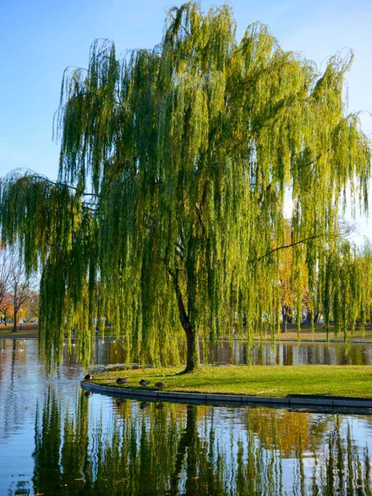 Lire la suite à propos de l’article Arbres et eau – Arbres à sol humide pour les zones d’eau stagnante