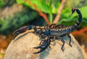 Lire la suite à propos de l’article Contrôle des scorpions dans les jardins : découvrez quoi faire contre les scorpions des jardins