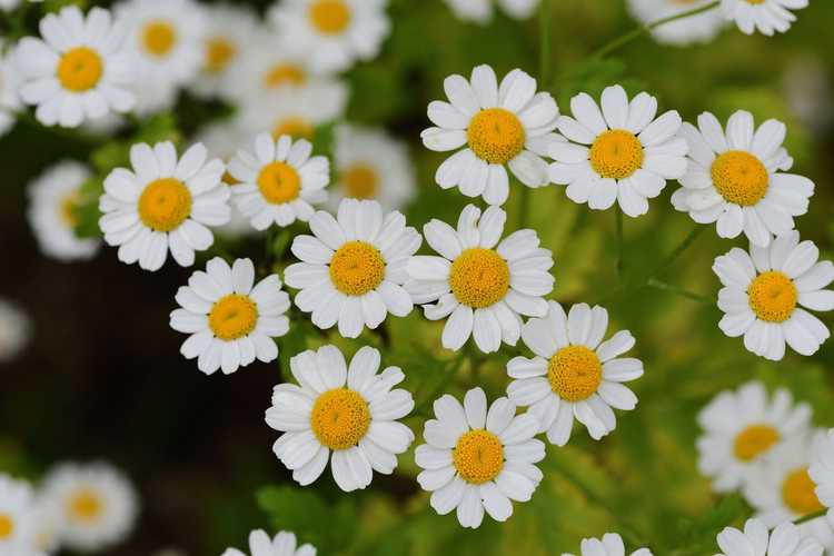 You are currently viewing Avantages de la grande camomille : découvrez les remèdes à base de plantes de la grande camomille